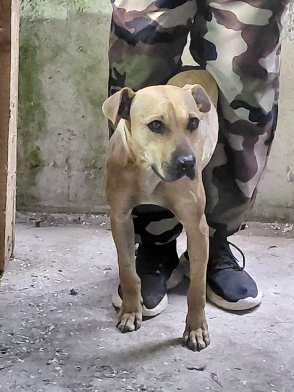 Photo of the dog