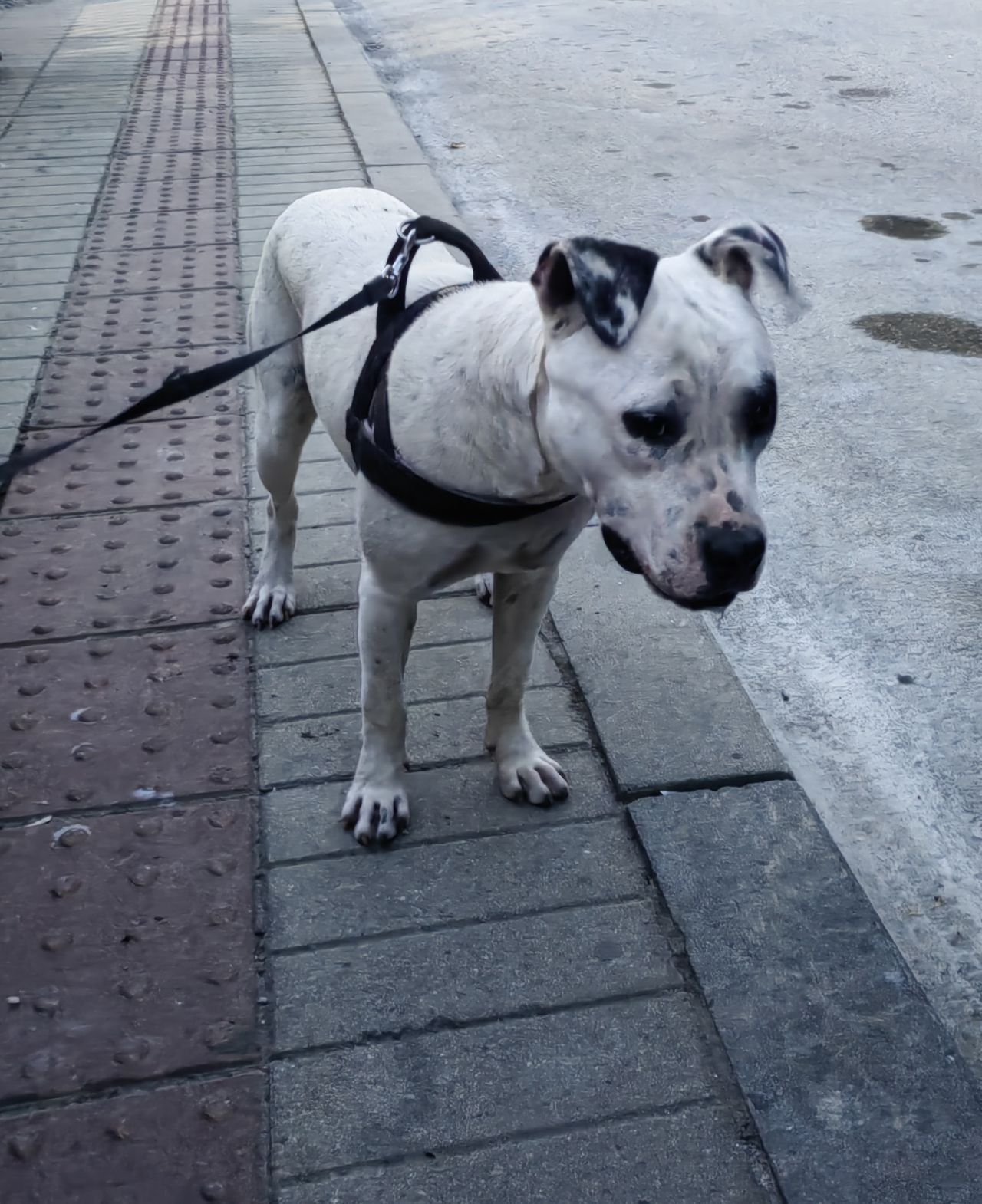 Photo of the dog