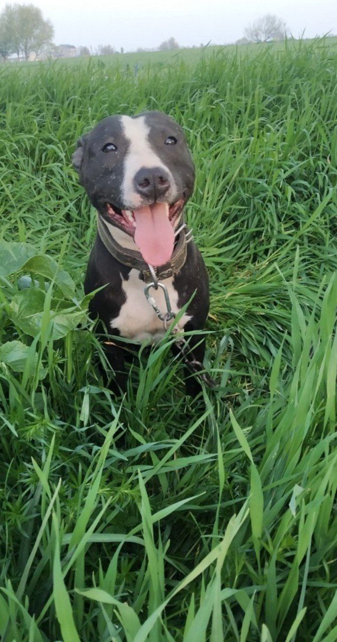 Photo of the dog