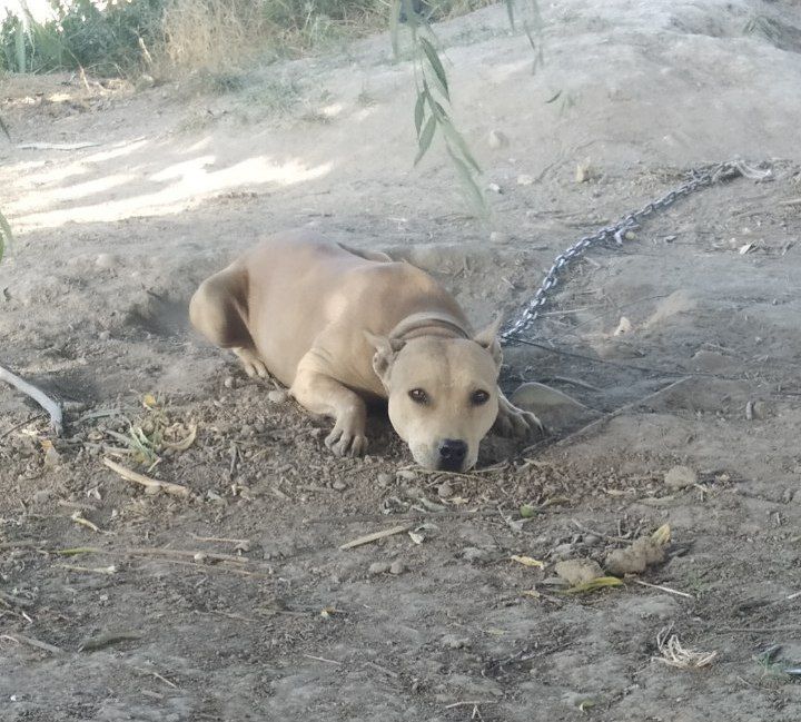 Photo of the dog