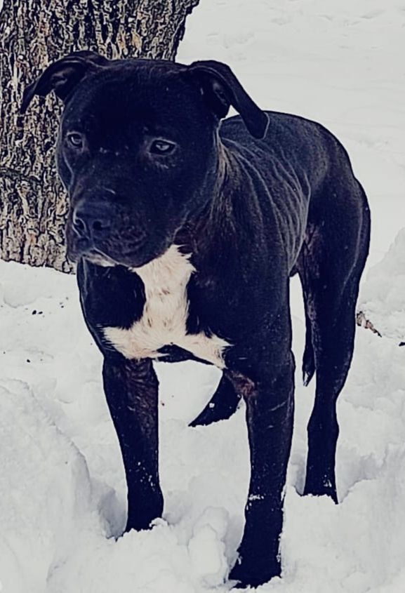 Photo of the dog