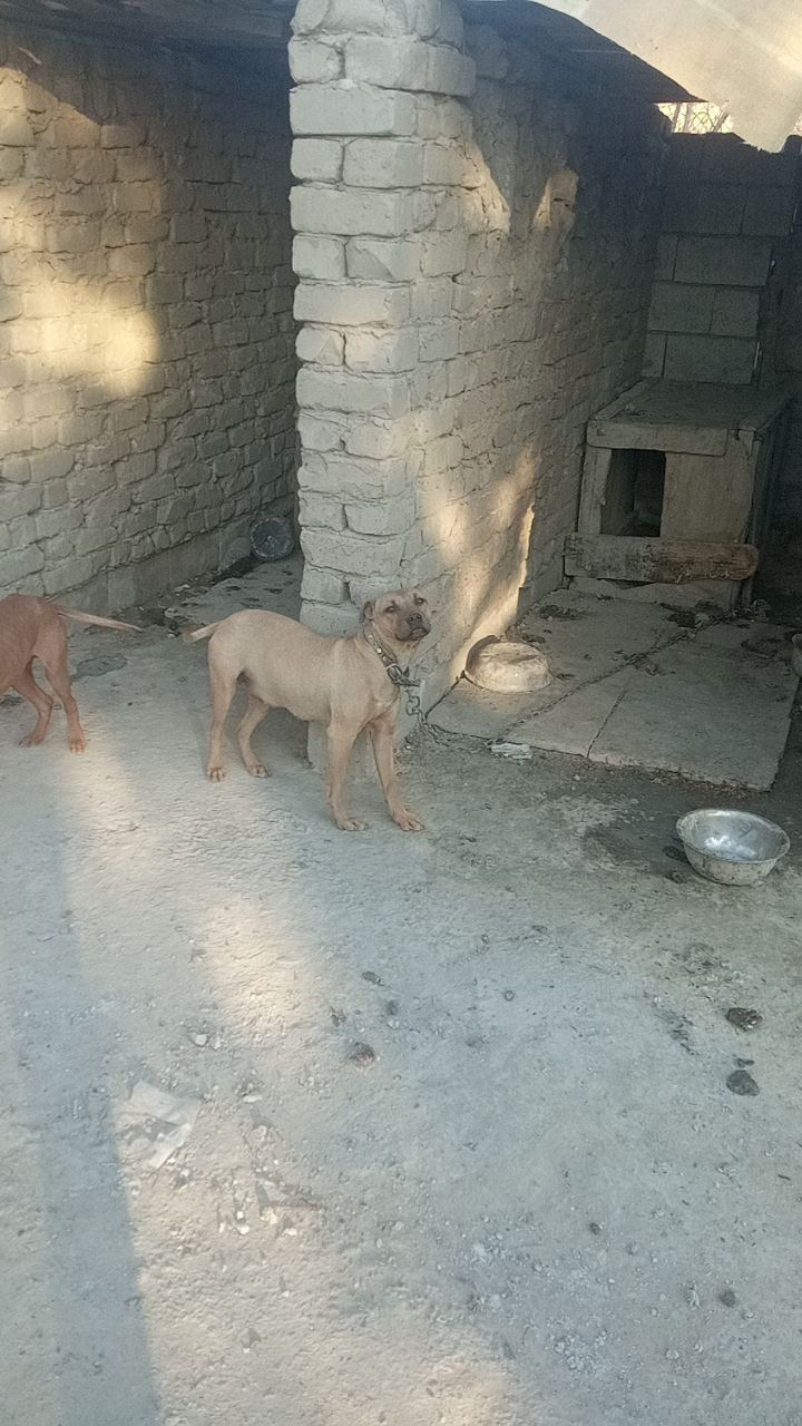 Photo of the dog