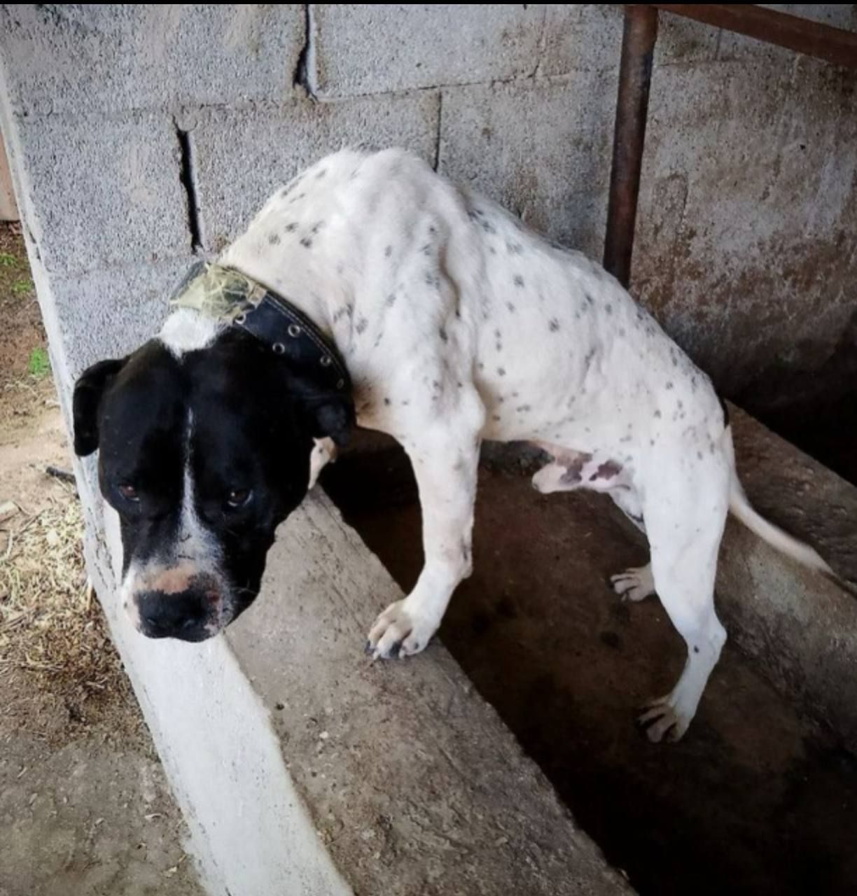 Photo of the dog