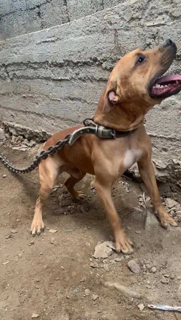 Photo of the dog