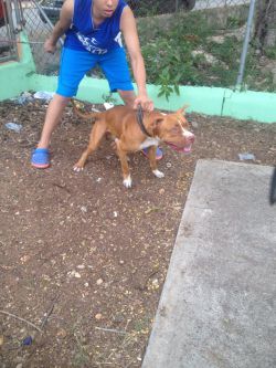 Photo of the dog