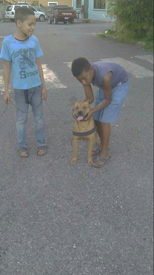 Photo of the dog