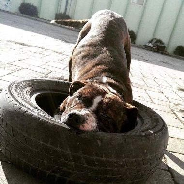 Photo of the dog