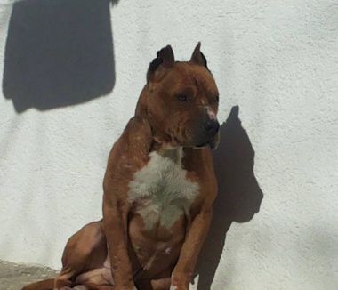 Photo of the dog
