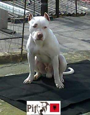 Photo of the dog