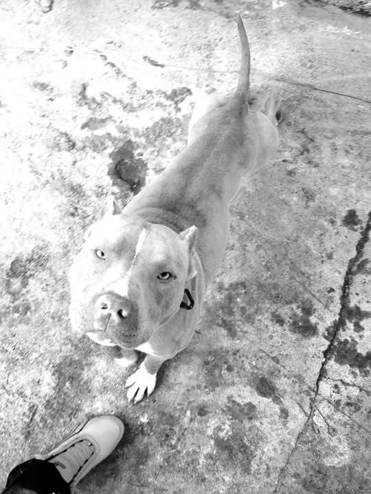 Photo of the dog