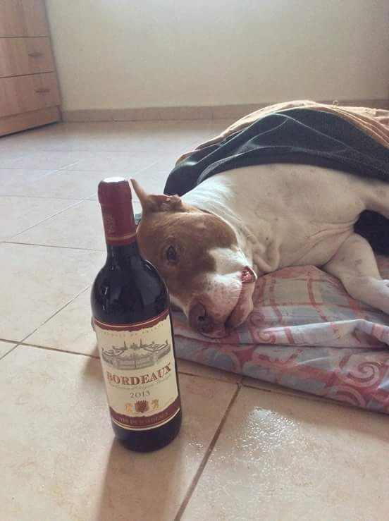 Photo of the dog