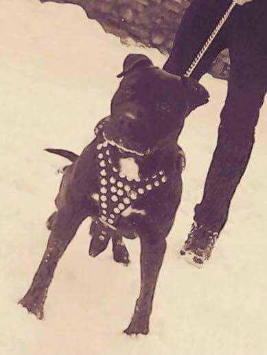 Photo of the dog