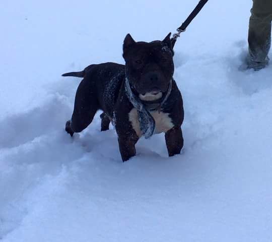 Photo of the dog