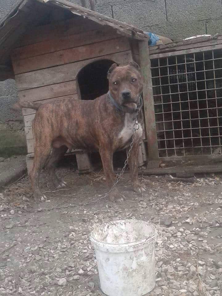 Photo of the dog