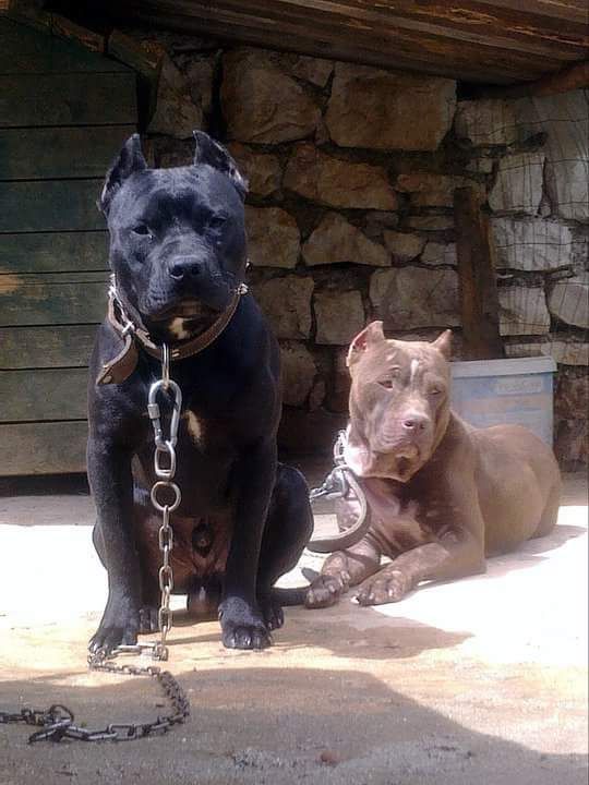 Photo of the dog