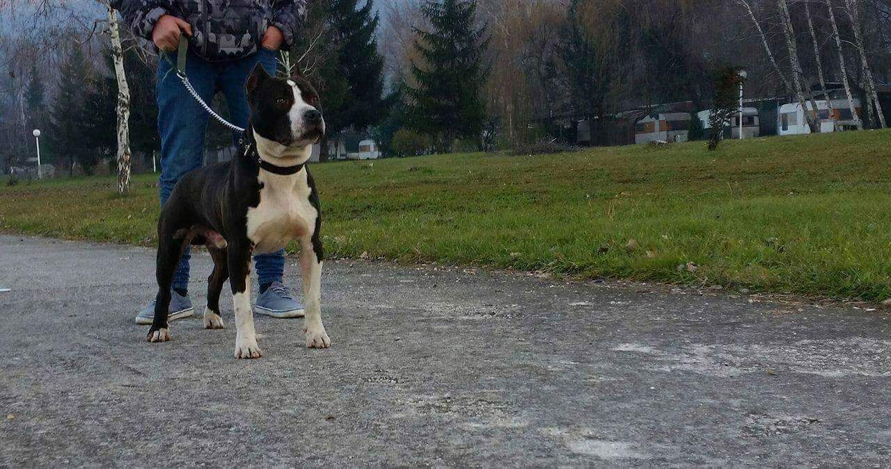 Photo of the dog