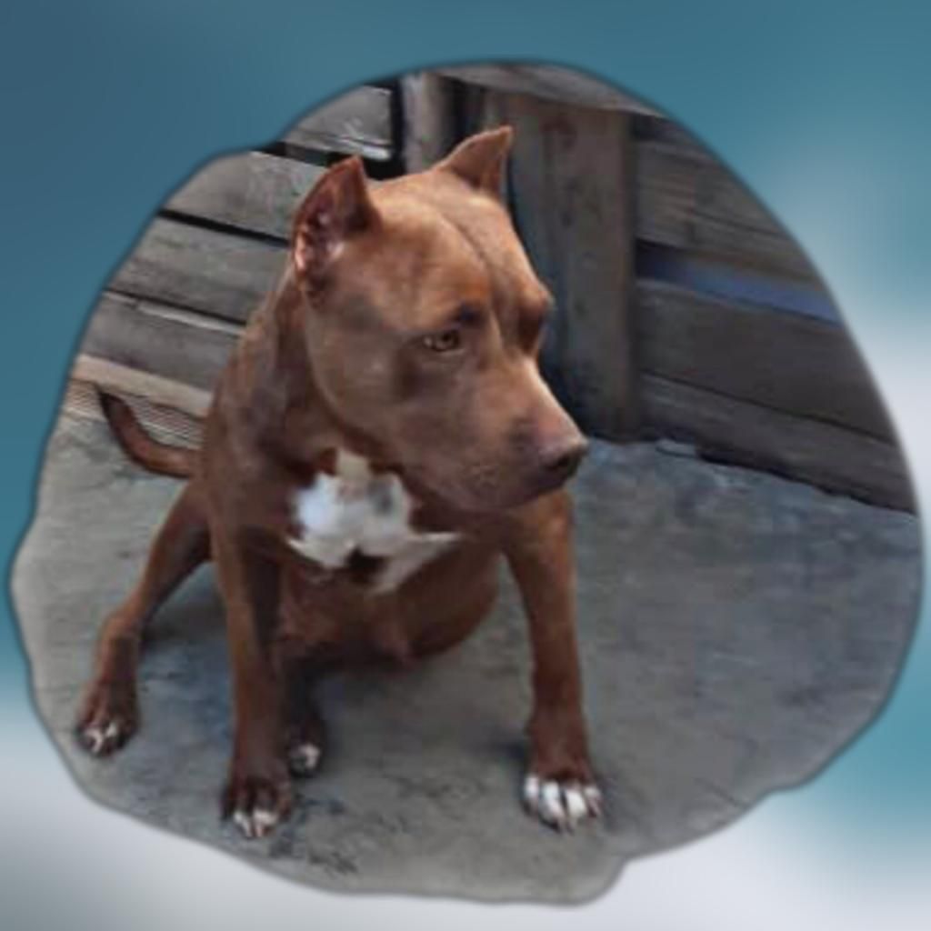 Photo of the dog