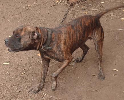 Photo of the dog