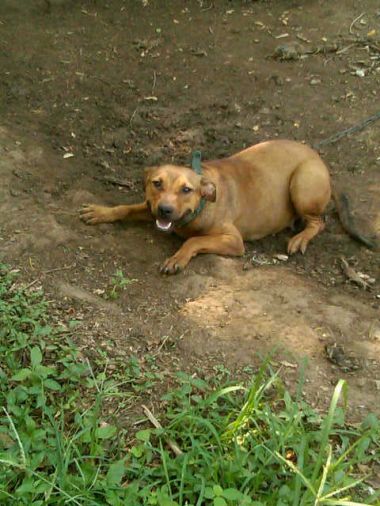 Photo of the dog