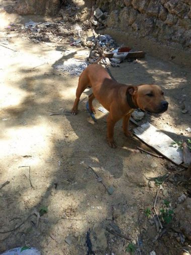 Photo of the dog