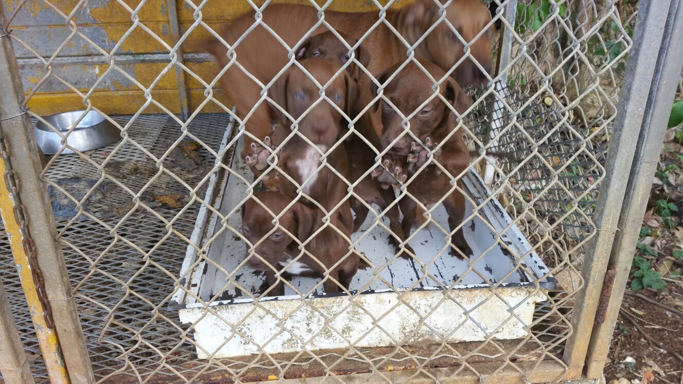Photo of the dog