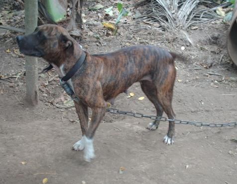Photo of the dog