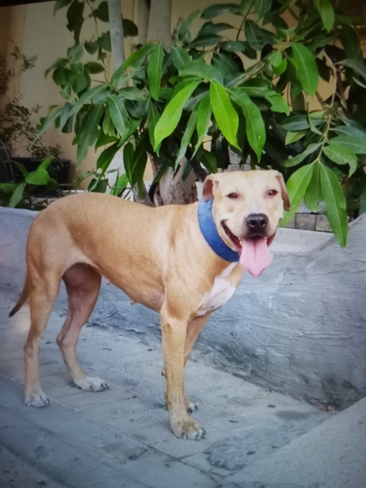 Photo of the dog