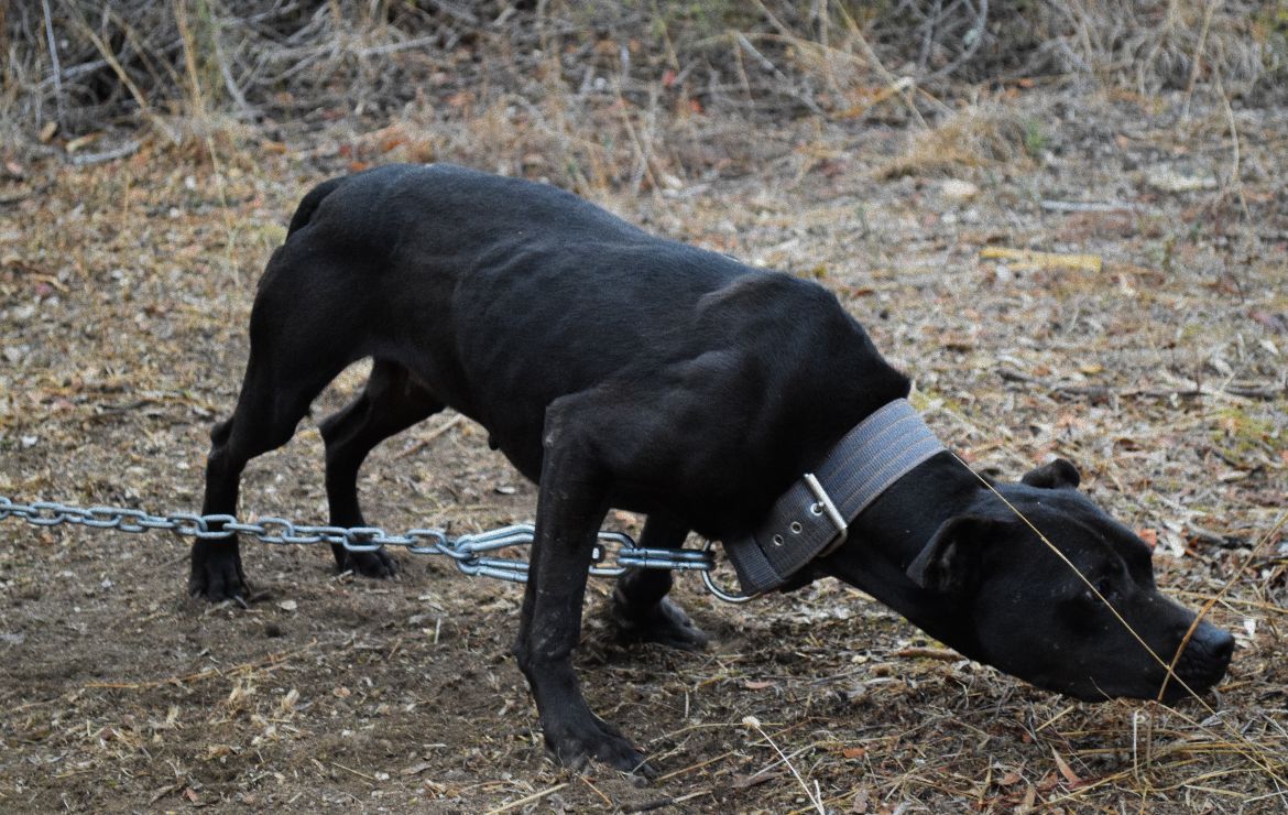 Photo of the dog