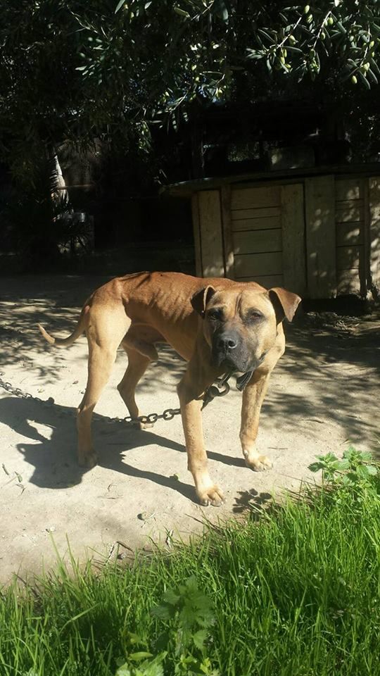 Photo of the dog