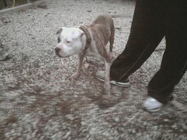 Photo of the dog