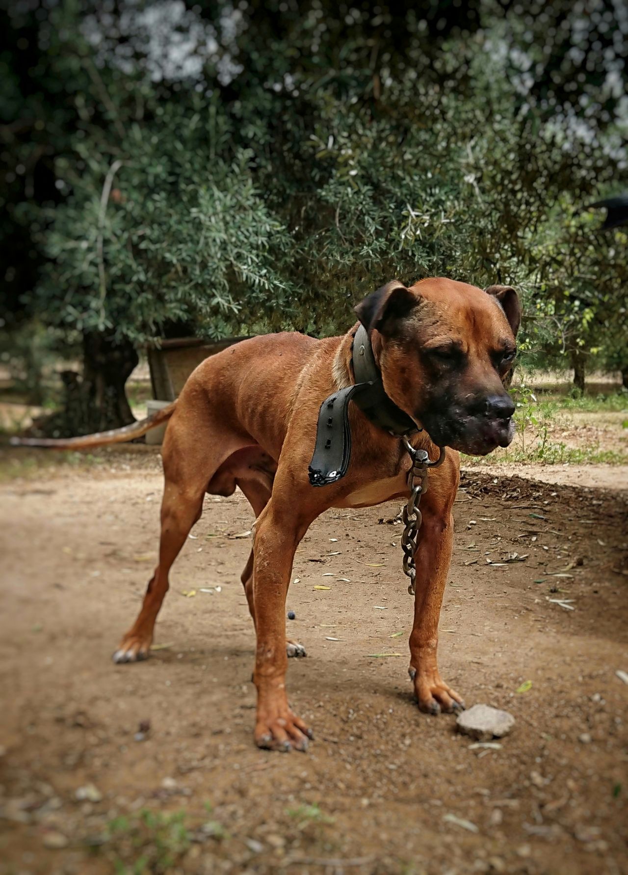 Photo of the dog