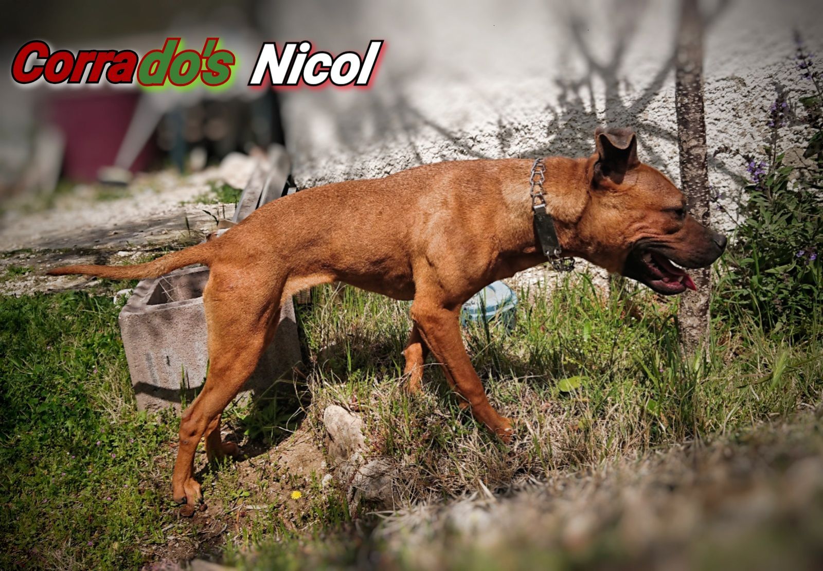 Photo of the dog