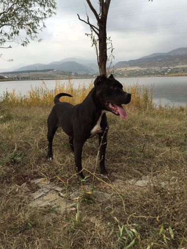 Photo of the dog