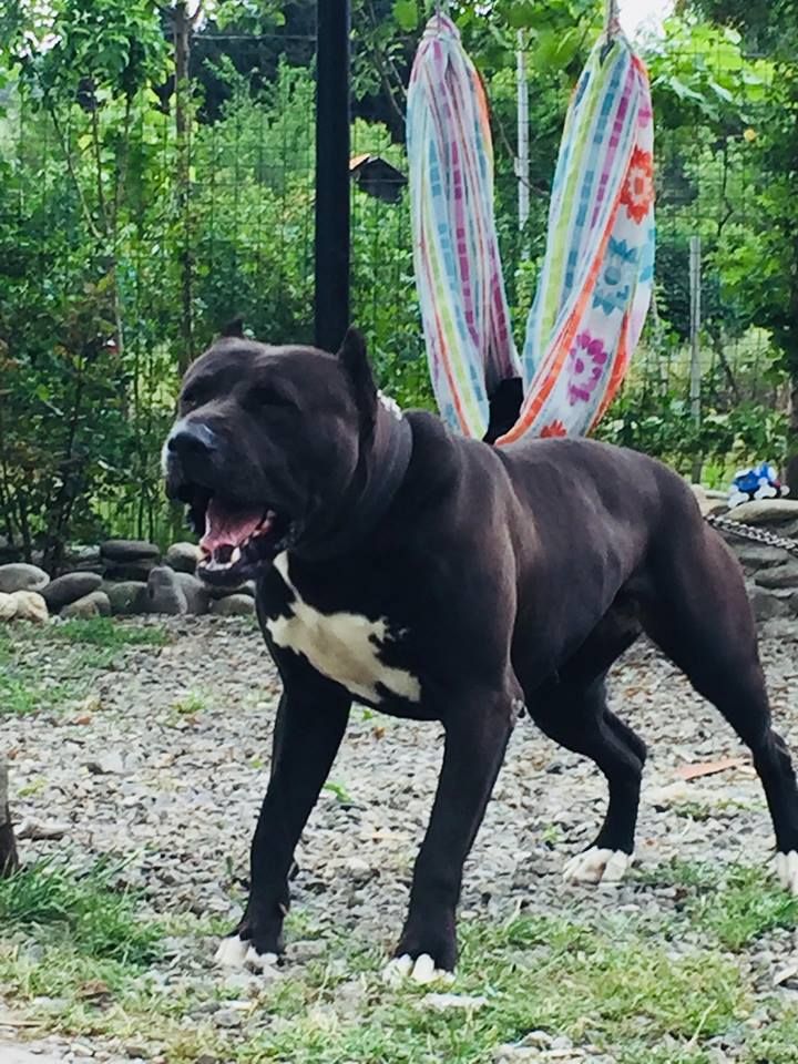 Photo of the dog