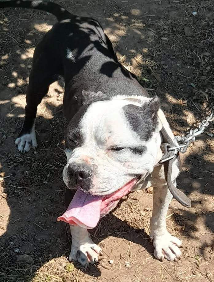 Photo of the dog