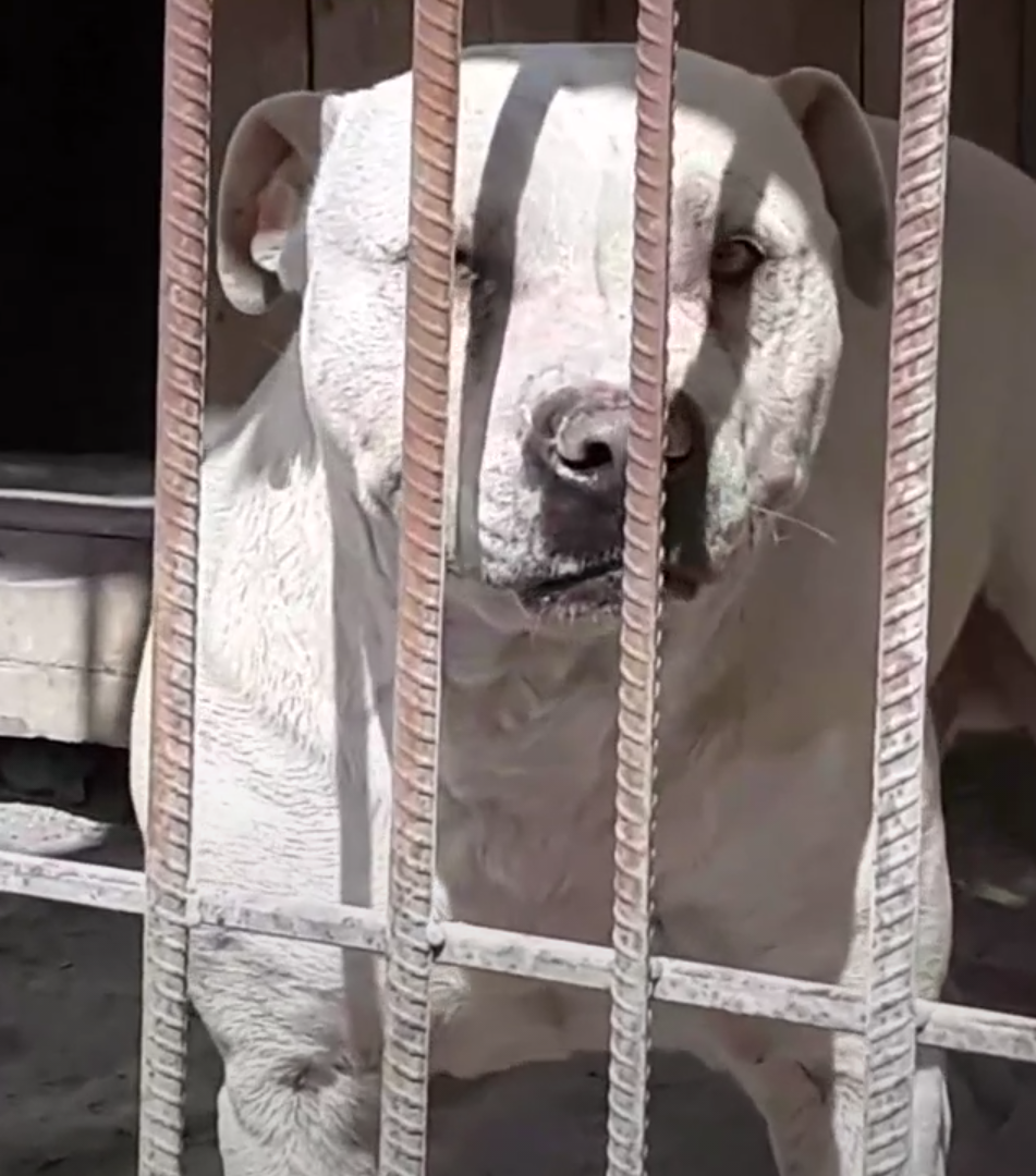 Photo of the dog