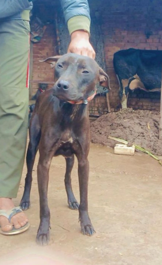 Photo of the dog
