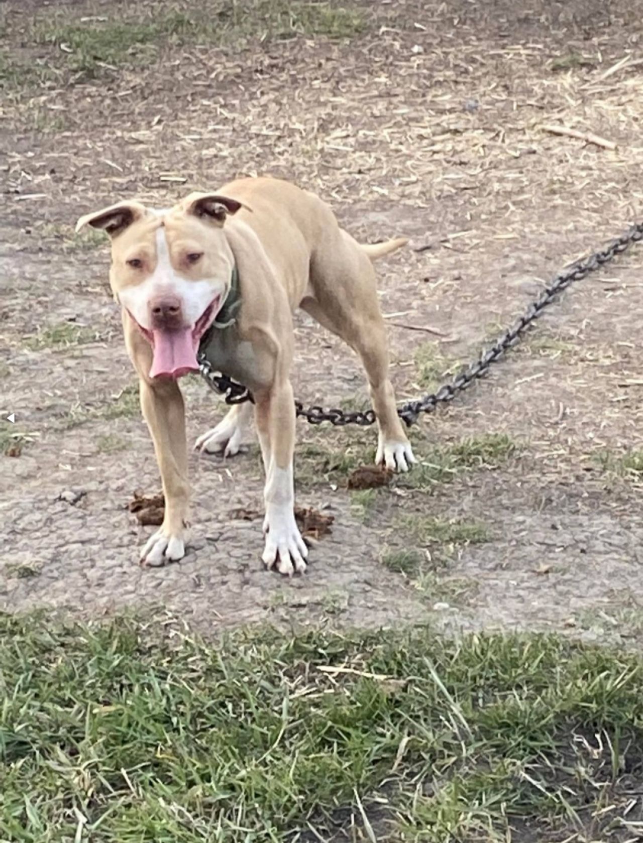Photo of the dog