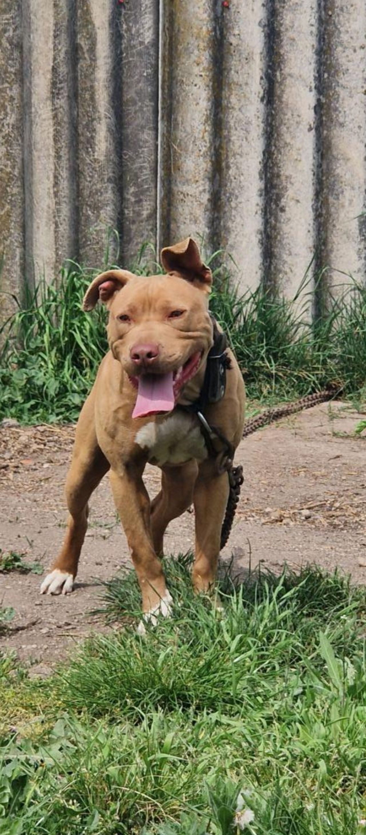 Photo of the dog