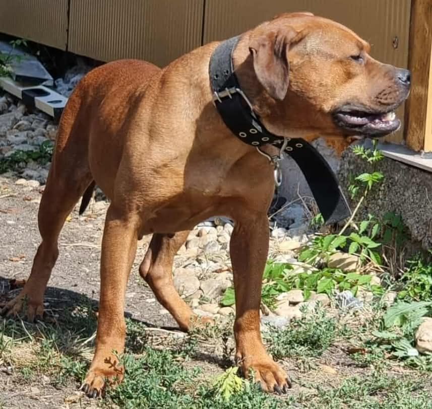 Photo of the dog