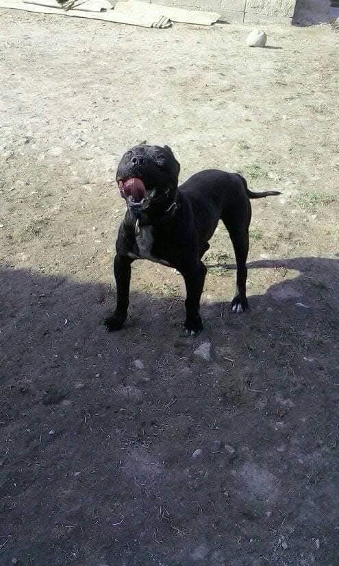 Photo of the dog