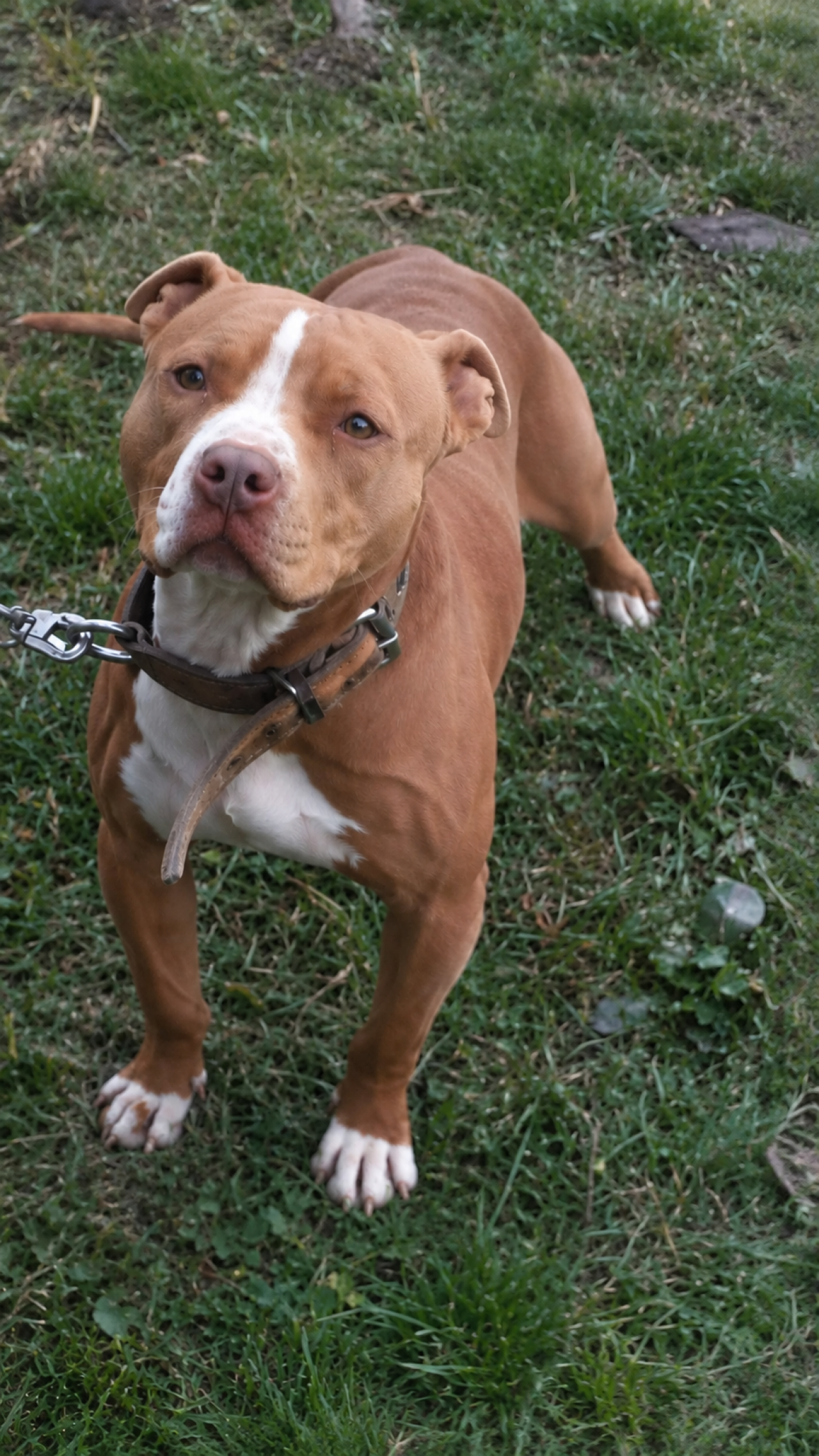 Photo of the dog