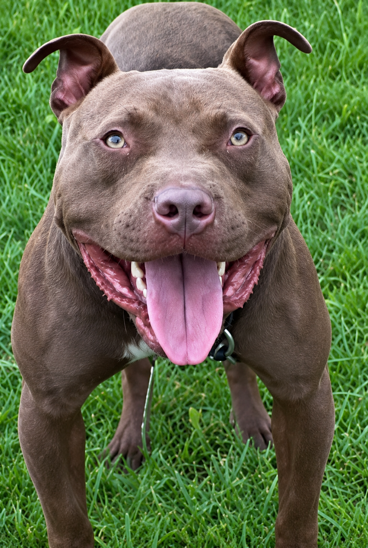 Photo of the dog