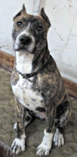Photo of the dog