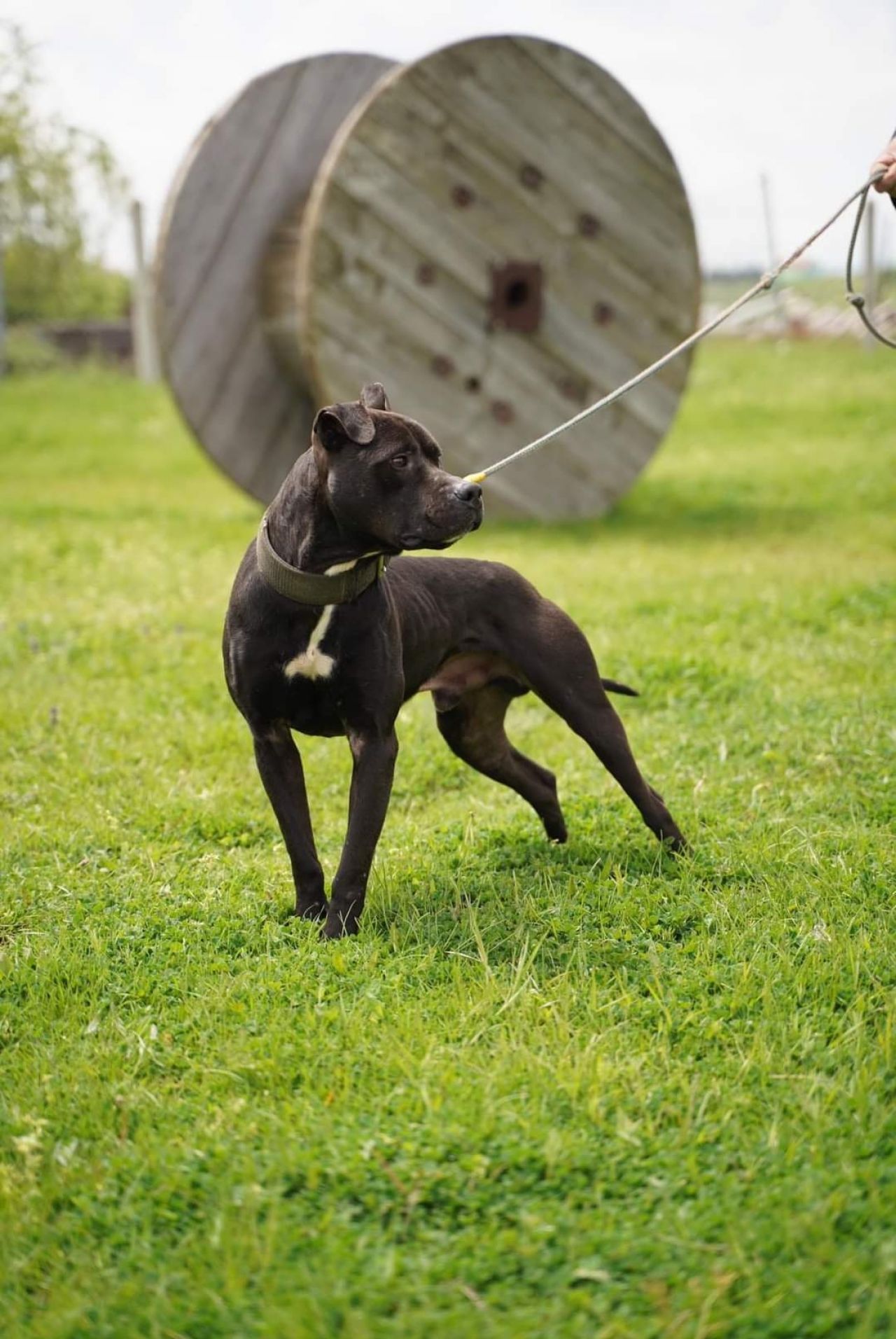 Photo of the dog