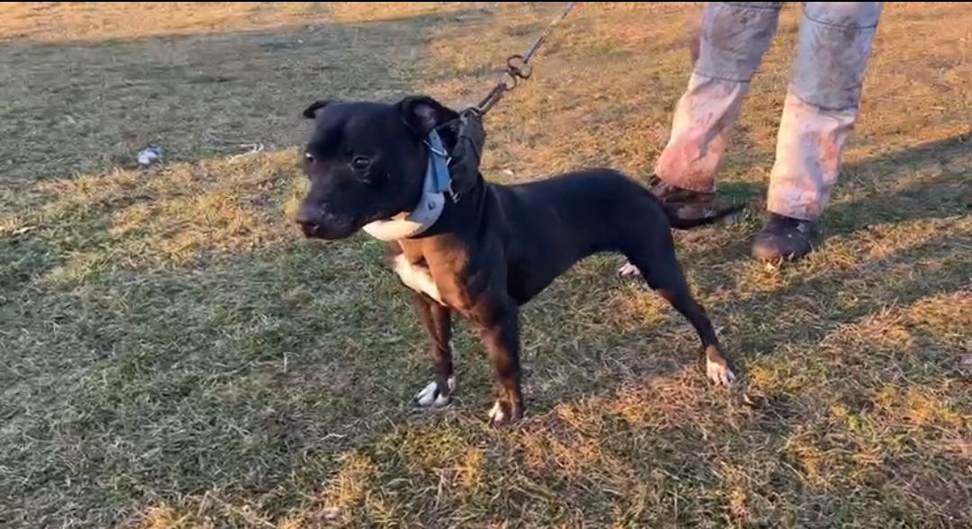 Photo of the dog