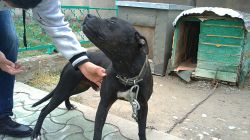 Photo of the dog