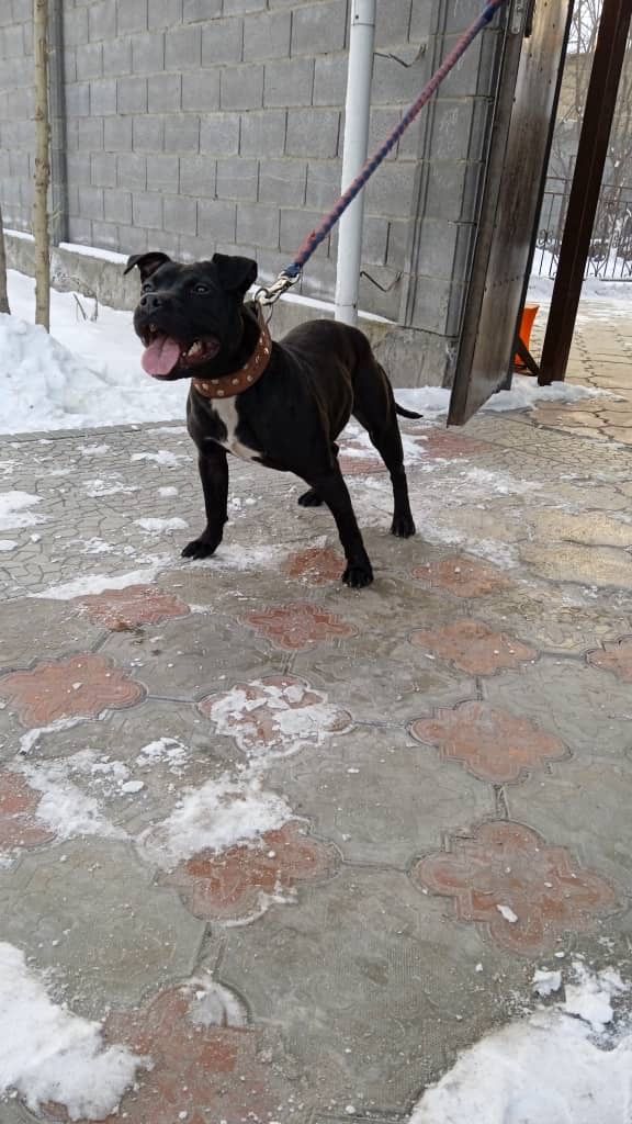 Photo of the dog