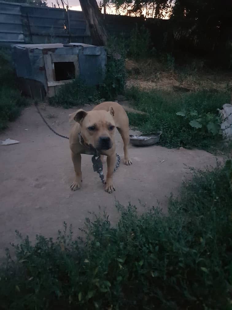 Photo of the dog