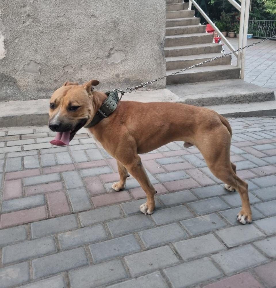 Photo of the dog